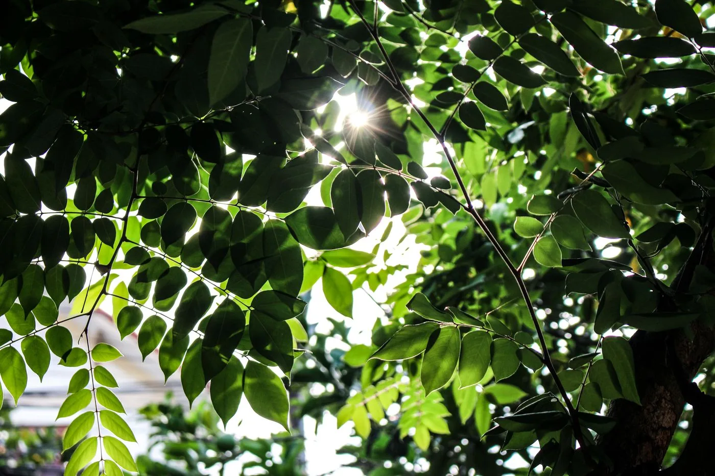 Sunlight filtering through fresh green leaves